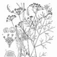 內蒙西風芹 內蒙西風芹