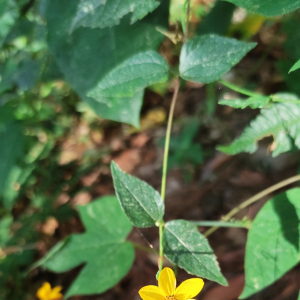 Hymenostephium cordatum