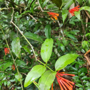 Psittacanthus grandifolius