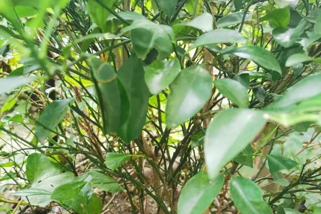 隱翼木科(隱翼科) 隱翼木科(隱翼科)