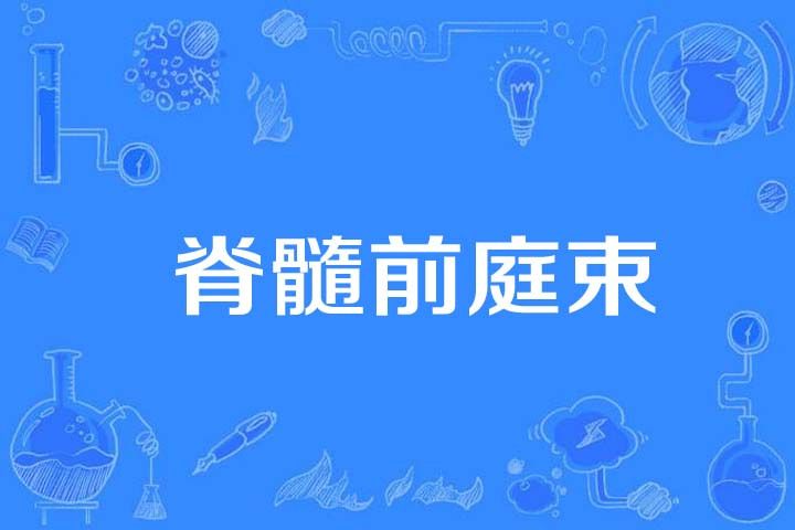 脊髓前庭束 脊髓前庭束