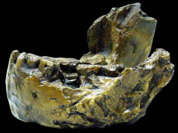 巨猿下頜骨化石