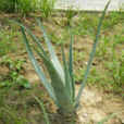 蘆薈根 蘆薈根
