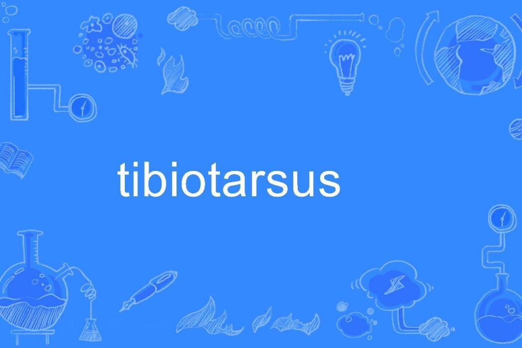 tibiotarsus tibiotarsus