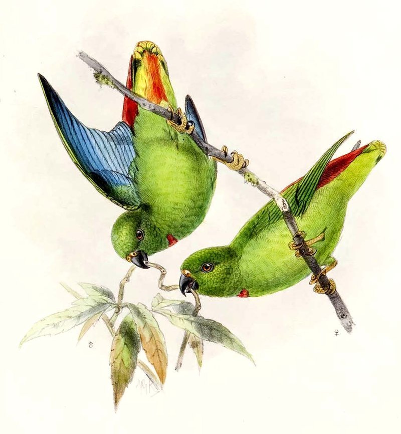桑島短尾鸚鵡