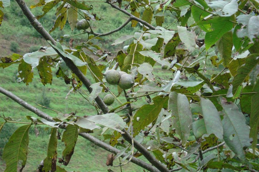 竹麻林自然村泡核桃種植