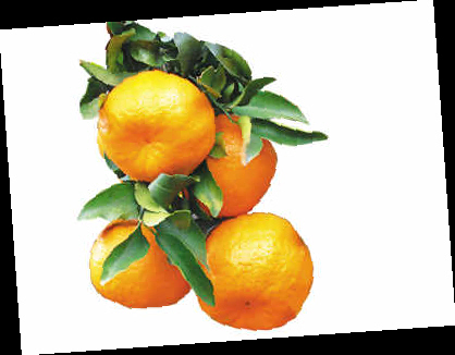 中國柑橘學會
