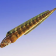 海鯰魚 海鯰魚