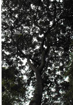 菩提子樹