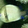 兩間雀魚 兩間雀魚