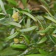 薯莨(百合目薯蕷科植物)
