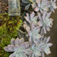 朧月(景天科植物名稱) 朧月(景天科植物名稱)