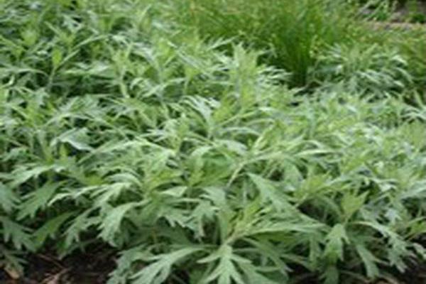 Artemisia ludoviciana Artemisia ludoviciana