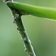 竹蚜蟲