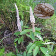 虎尾輪(豆科草藥) 虎尾輪(豆科草藥)