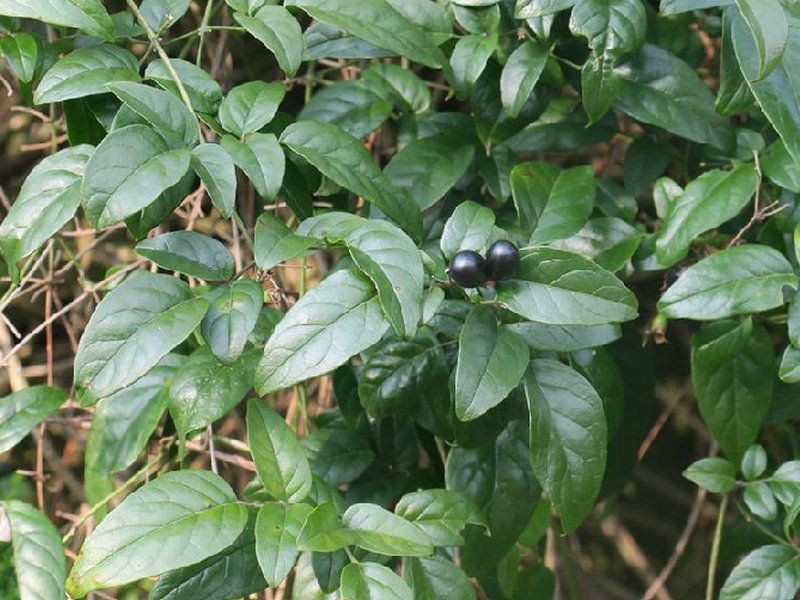 華素馨(華清香藤(華清香藤)) 華素馨(華清香藤(華清香藤))
