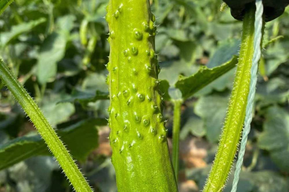 鄂黃瓜9號 鄂黃瓜9號