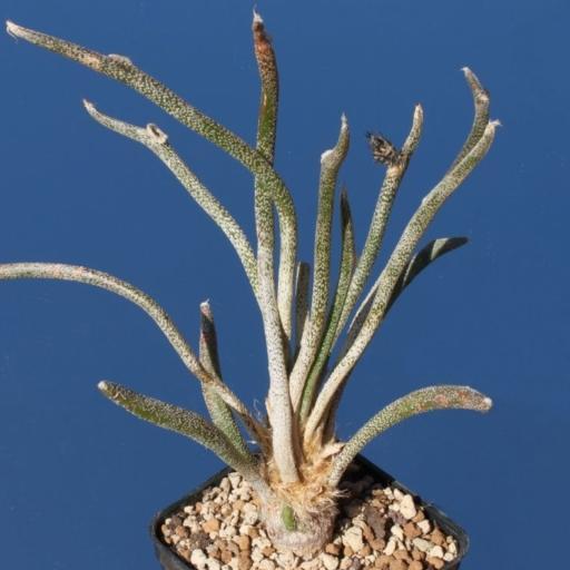 美杜莎(仙人掌科星球屬多肉植物) 美杜莎(仙人掌科星球屬多肉植物)