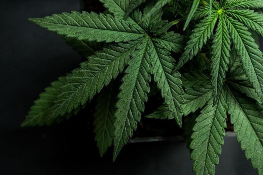 大麻葉 大麻葉