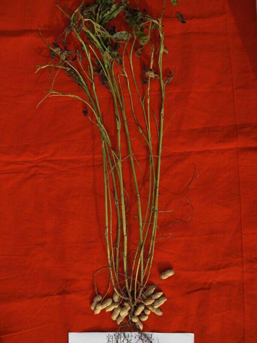 糧花2號 糧花2號