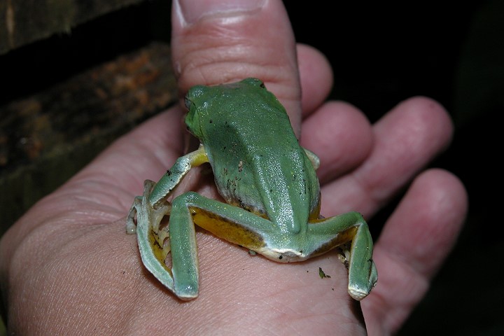 台北蛙