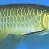 麗恐魚 麗恐魚