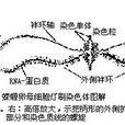 燈刷染色體 燈刷染色體
