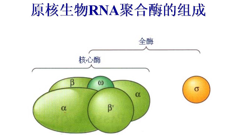 RNA聚合酶(轉錄酶)