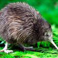 無翼目 無翼目