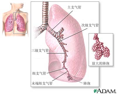 支氣管肺炎