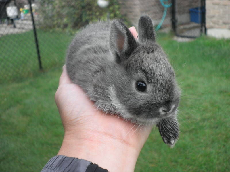 荷蘭兔