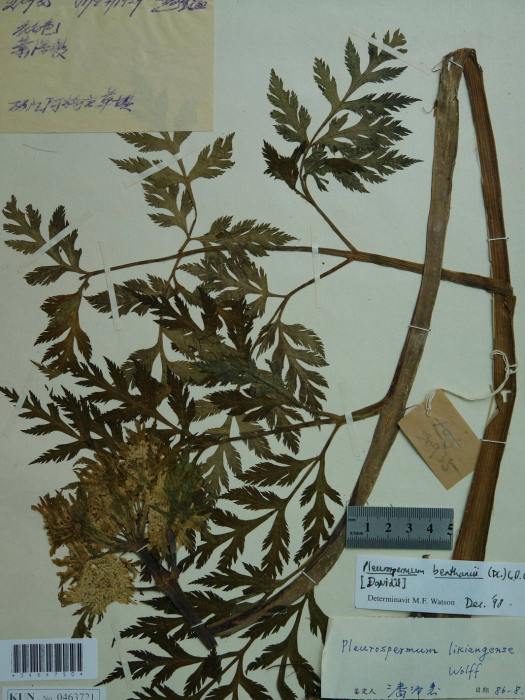 美脈藁本(傘形科藁本屬植物) 美脈藁本(傘形科藁本屬植物)