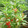 鳳仙透骨草(牻牛兒苗目鳳仙花科植物) 鳳仙透骨草(牻牛兒苗目鳳仙花科植物)