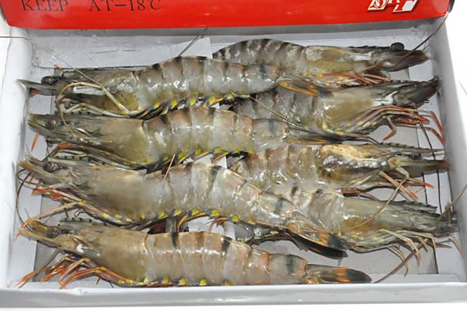 青明蝦