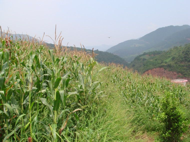 泥黑達村 泥黑達村