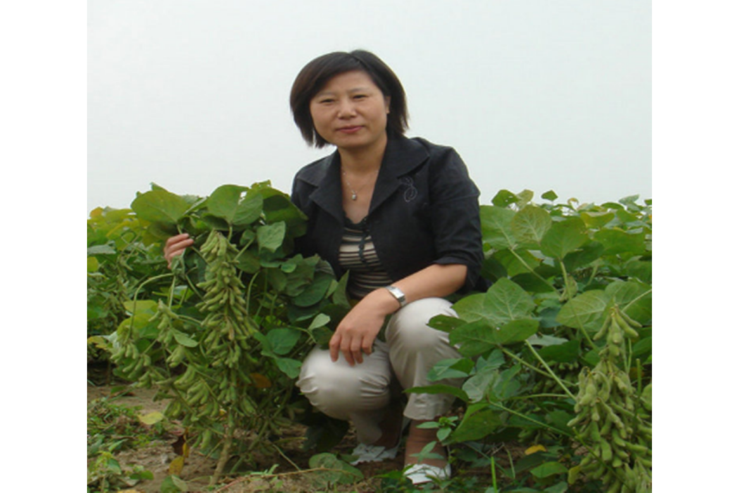 楊春燕(河北省農林科學院糧油作物研究所大豆中心主任、二級研究員) 楊春燕(河北省農林科學院糧油作物研究所大豆中心主任、二級研究員)