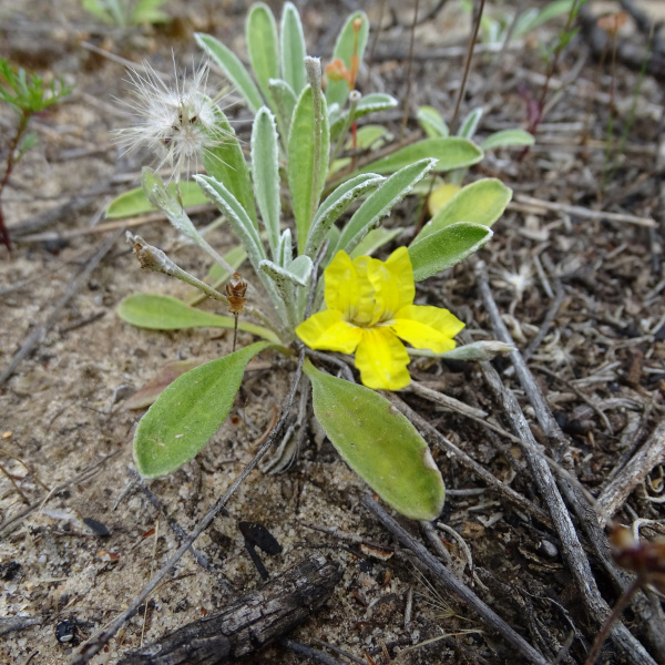 Goodenia willisiana