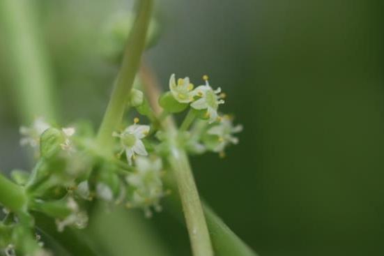 Aralia cordata Aralia cordata