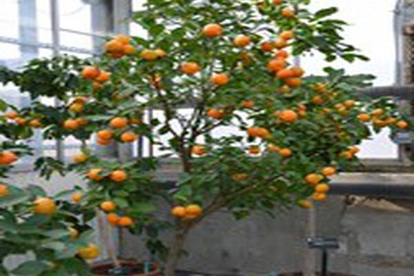 Citrus × microcarpa Citrus × microcarpa