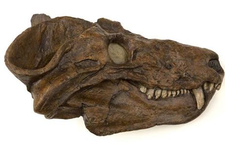犬頜獸化石