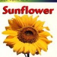 向日葵Sunflower 向日葵Sunflower