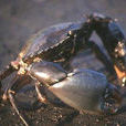鋸緣青蟹(黃甲蟹)