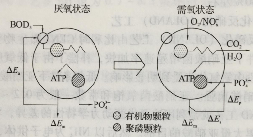 圖1 聚磷菌釋放和吸收磷的代謝過程