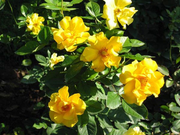 金瑪麗(薔薇屬月季栽培品種) 金瑪麗(薔薇屬月季栽培品種)