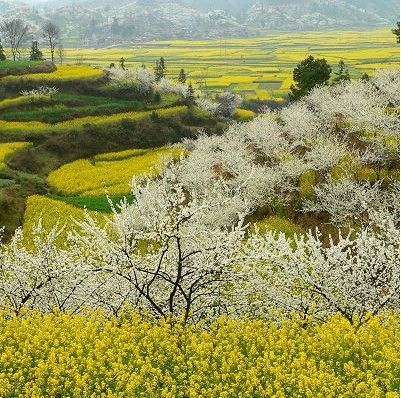 樂芒村 樂芒村
