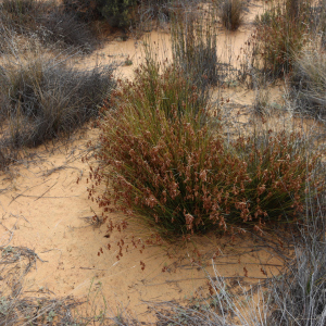 Thamnochortus schlechteri