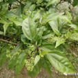 廣西斑鳩菊(棠菊) 廣西斑鳩菊(棠菊)