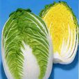 膠州大白菜 膠州大白菜
