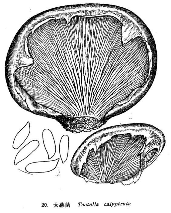 大幕扇菇 大幕扇菇