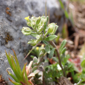 Alyssum siculum